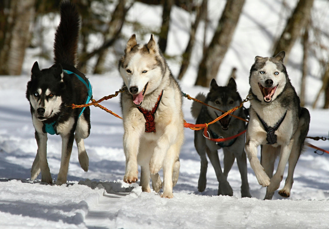 How to Choose the Best Dog Leashes: A Guide for Pet Owners