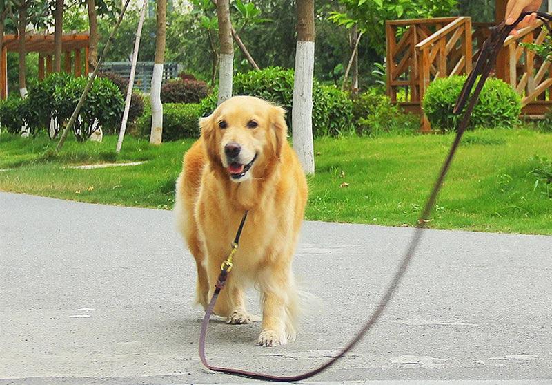 "Luxurious leather leash for pet owners"