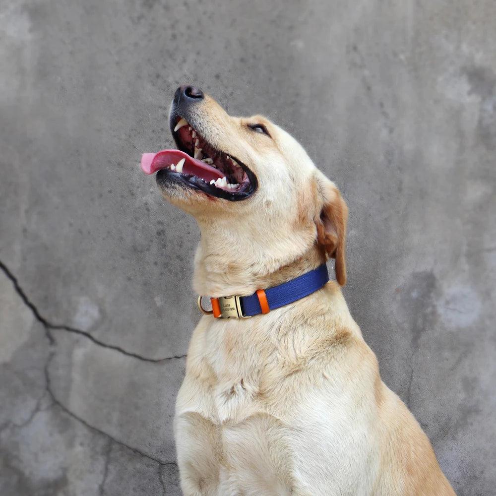 "Unique engraved collar for your pet"