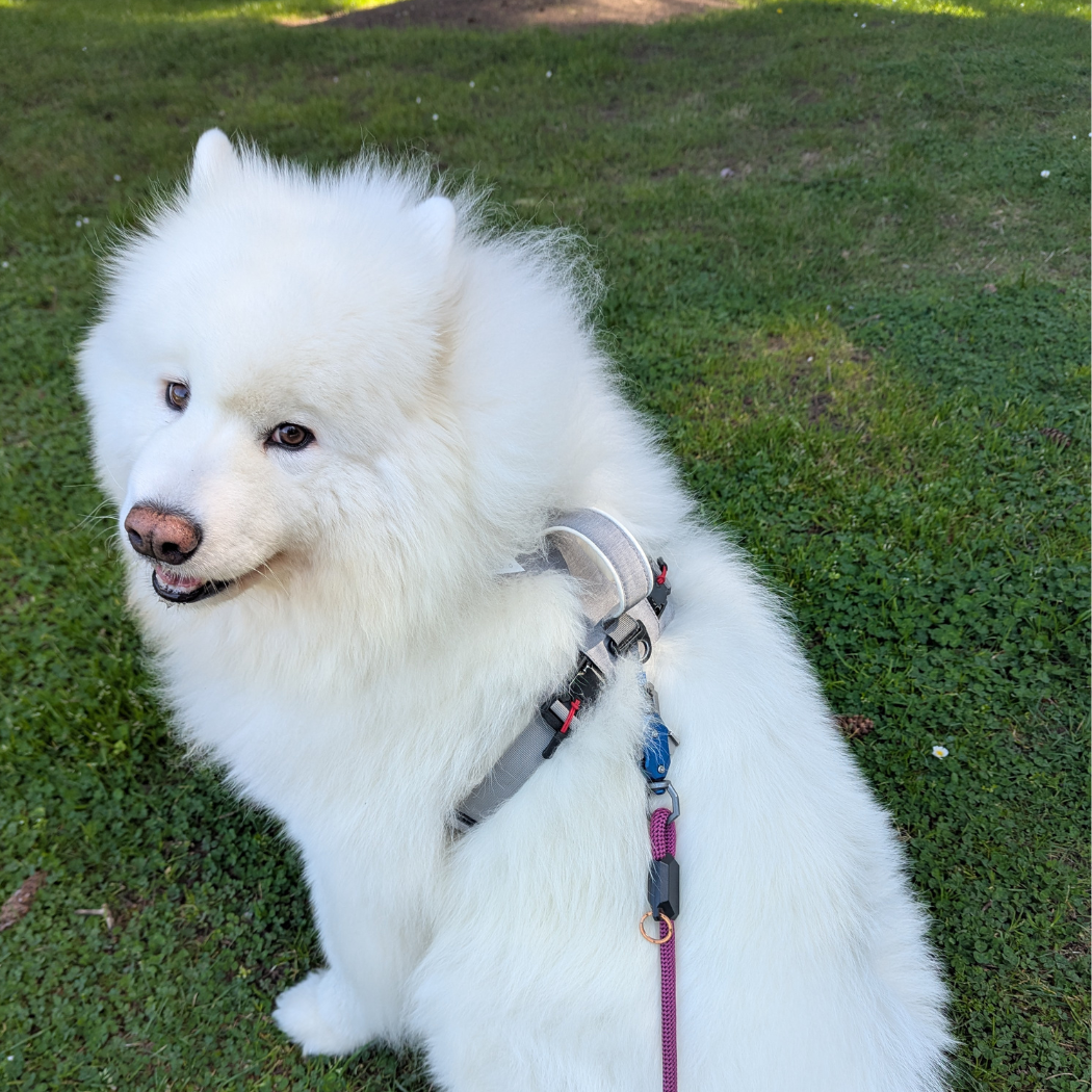 The Revolution is Here: No-Pull Magnetic Dog Harness