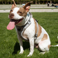 The Revolution is Here: No-Pull Magnetic Dog Harness