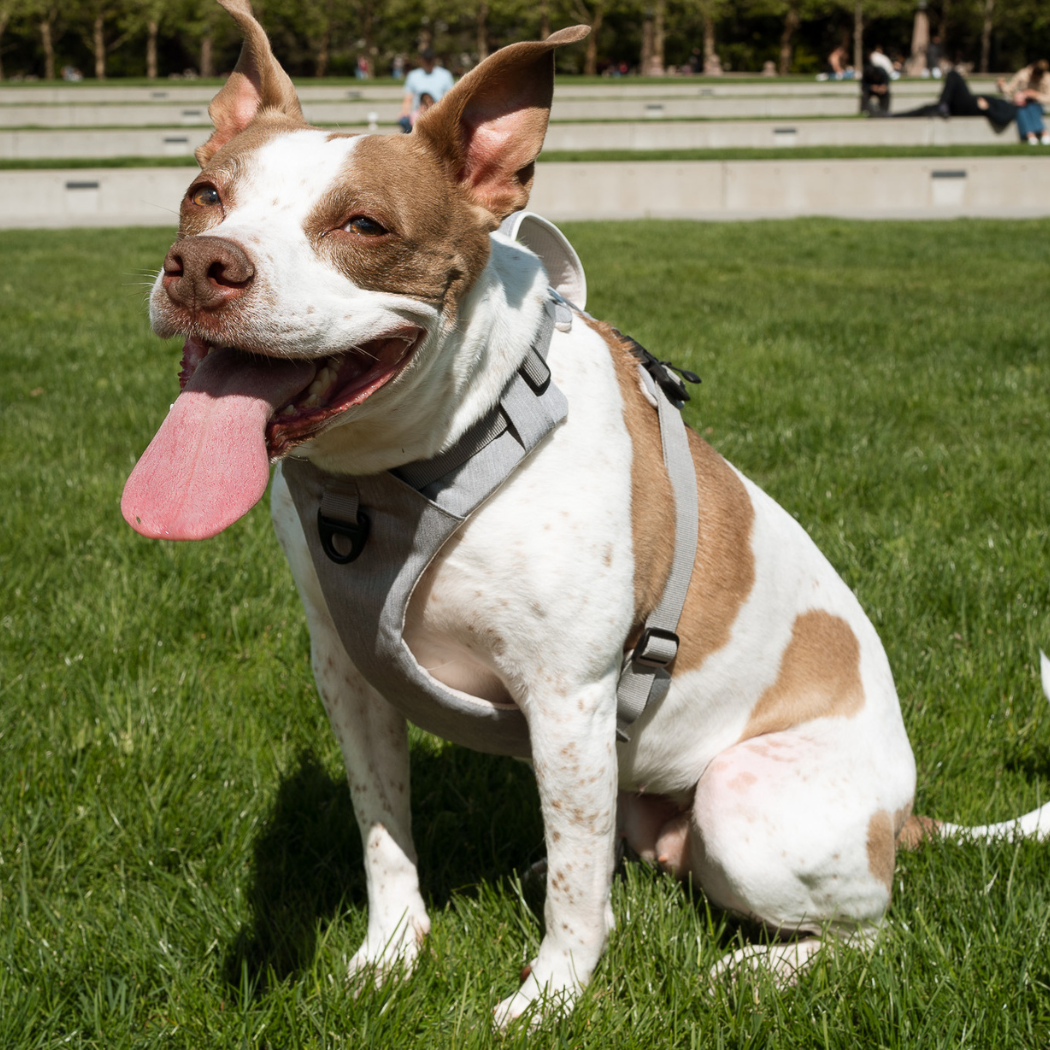 The Revolution is Here: No-Pull Magnetic Dog Harness