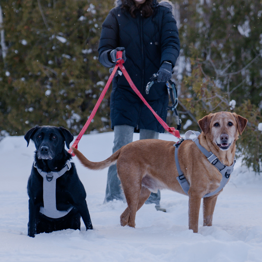 The Revolution is Here: No-Pull Magnetic Dog Harness