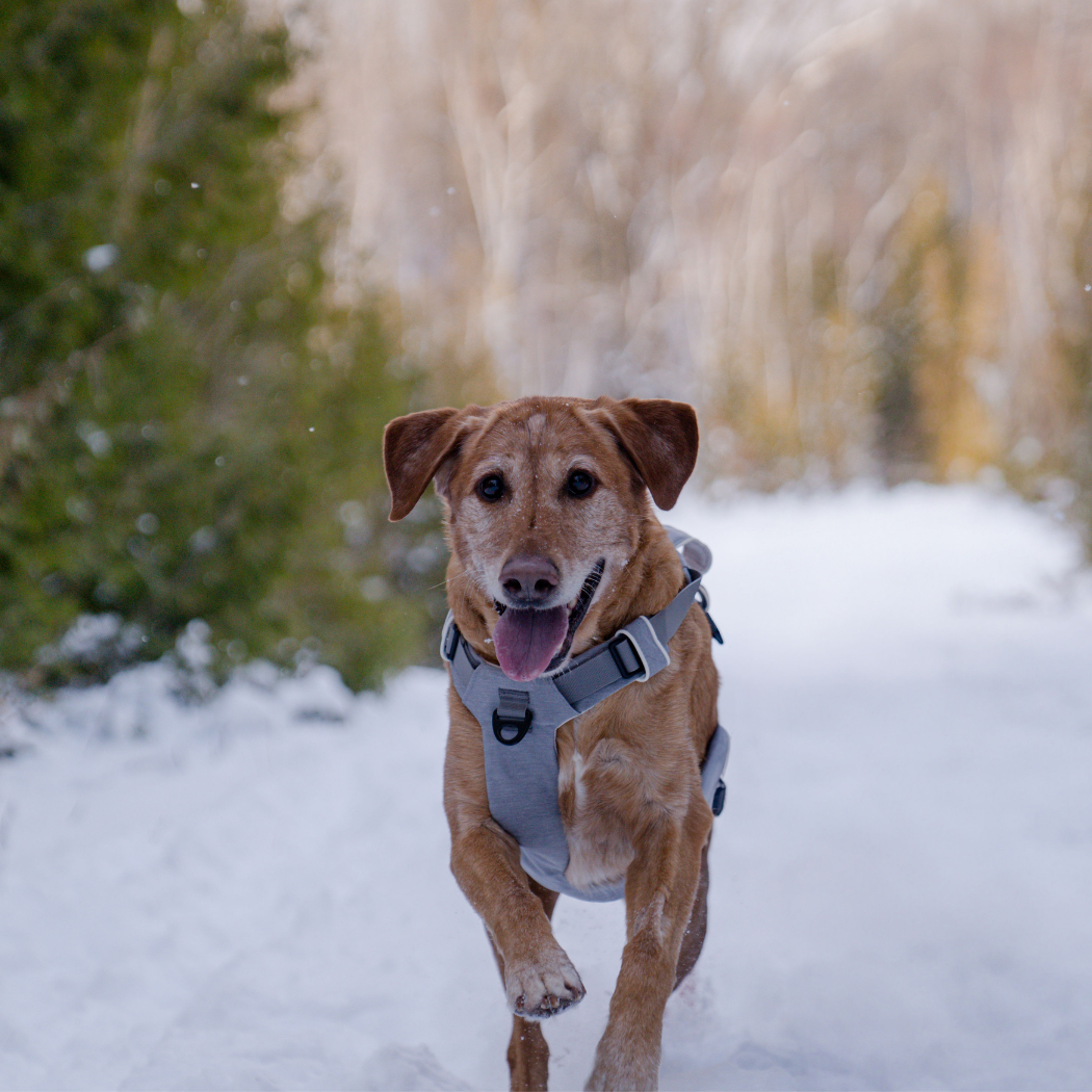 The Revolution is Here: No-Pull Magnetic Dog Harness